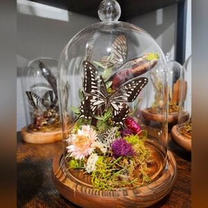 Butterfly Cloche Habitat